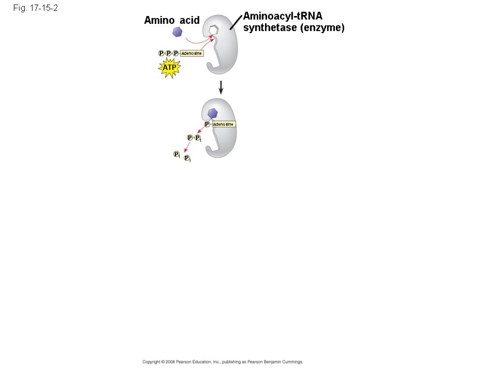 Fig. 17-15-2 Amino acid Aminoacyl-tRNA synthetase (enzyme) ATP Adenosine P P P Adenosine P